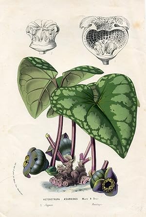 Heterotropa Asaroides. Kolorierte Lithographie (aus: Flore des serres et des jardins de l'Europe ...