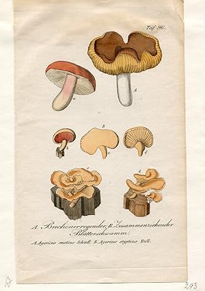 A. Brechenerregender, B. Zusammenziehender Blätterschwamm - A. Agaricus emeticus Schaeff, B. Agar...