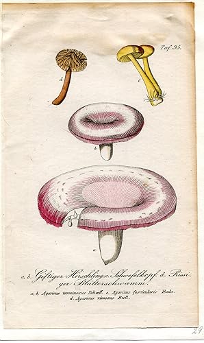 a, b. Giftiger Hirschling, c. Schwefelkopf, d. Rissiger Blätterschwamm - a,b. Agaricus torminosus...