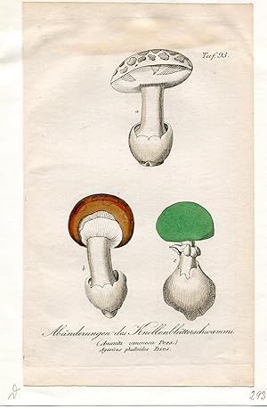 Abänderungen des Knollenblätterschwamms - (Amanita venenosa Pers.) Agaricus phalloides Fries. Alt...