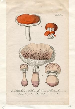 A. Röthlicher, B. Rosenfarbener Blätterschwamm - A. Agaricus rubescens Pers., B. Agaricus roseus ...