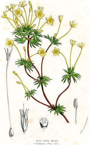 Gilia Lutea Steudel. Kolorierte Lithographie (aus: Flore des serres et des jardins de l'Europe (.)).