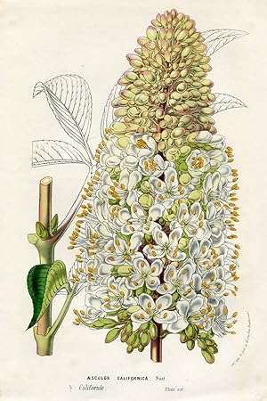 Aesculus Californica, Nutt. Kolorierte Lithographie (aus: Flore des serres et des jardins de l'Eu...