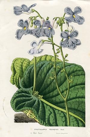 Streptocarpus Polyanthus Hook. Kolorierte Lithographie (aus: Flore des serres et des jardins de l...