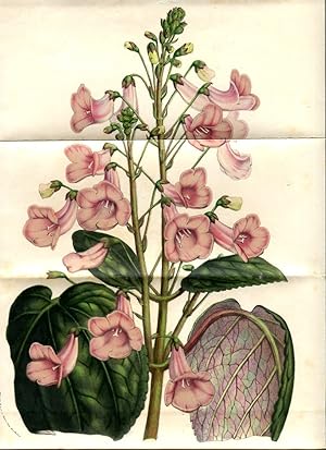 Mandirola Naegelia Roezlii. Kolorierte Lithographie (aus: Flore des serres et des jardins de l'Eu...