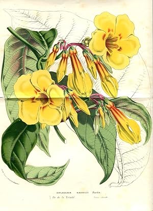 Diplandenia Harrisii Purdie. Kolorierte Lithographie (aus: Flore des serres et des jardins de l'E...