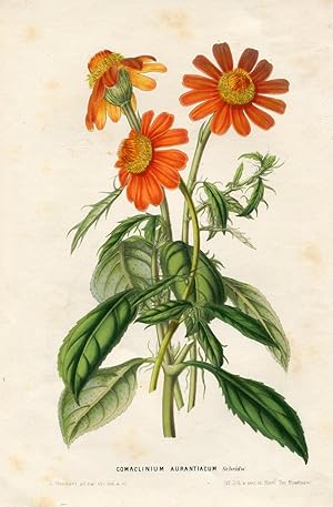 Comaclinium Aurantiacum Scheidw. Kolorierte Lithographie (aus: Flore des serres et des jardins de...
