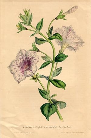 Petunia (Hybrid.) Meleagris. Kolorierte Lithographie (aus: Flore des serres et des jardins de l'E...