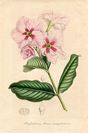 Dipladenia Rosa-campestris Hortul. Kolorierte Lithographie (aus: Flore des serres et des jardins ...