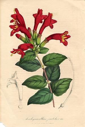 Aeschymanthus pulcher. Kolorierte Lithographie (aus: Flore des serres et des jardins de l'Europe ...