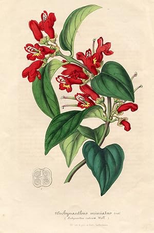 Aeschynanthus miniatus Lindl. Kolorierte Lithographie (aus: Flore des serres et des jardins de l'...