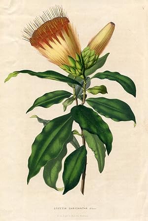 Stifftia Chrysantha Mikan. Kolorierte Lithographie (aus: Flore des serres et des jardins de l'Eur...