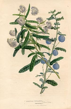 Ceanothus Papillosus / Ceanothus Dentatus. Kolorierte Lithographie (aus: Flore des serres et des ...