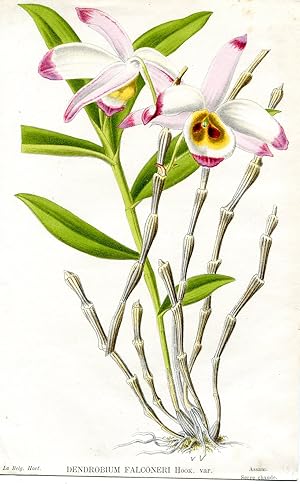 Dendrobium Falconeri Hook. var. Kolorierte Lithographie (aus: La Belgique Horticole. Journal des ...