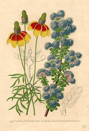 Ceanothus floribundus Hook. Lepachys columnaris var. pulcherrima Deen. Kolorierte Lithographie (a...