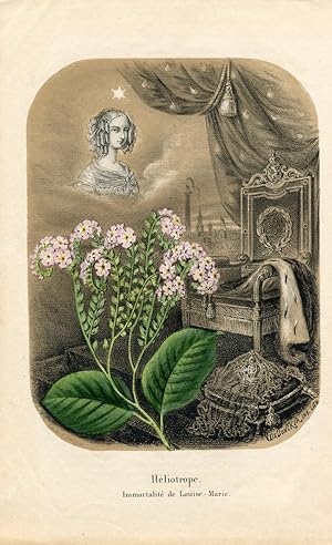 Heliotrope. Immortalite de Louise-Marie. Kolorierte Lithographie (aus: La Belgique Horticole. Jou...