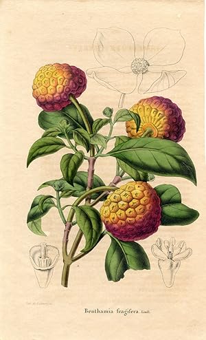 Benthamia fragifera Lindl. Kolorierte Lithographie (aus: La Belgique Horticole. Journal des jardi...