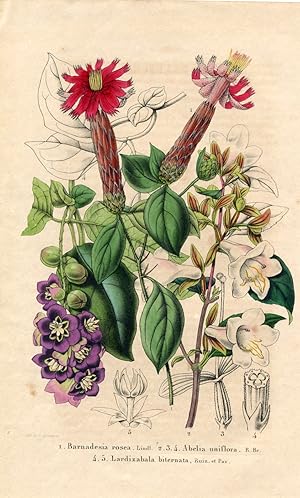 Barnadesia rosea Lindl. Abelia uniflora R.Br. Lardizabala biternata Ruiz et Pav. Kolorierte Litho...