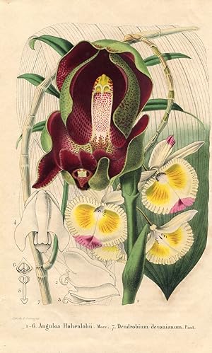 Anguloa Hohenlohii Morr. Dendrobium devonianum Paxt. Kolorierte Lithographie (aus: La Belgique Ho...