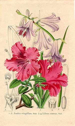 Azalea crispiflora Hook. Lilium roseum Wall. Kolorierte Lithographie (aus: La Belgique Horticole....