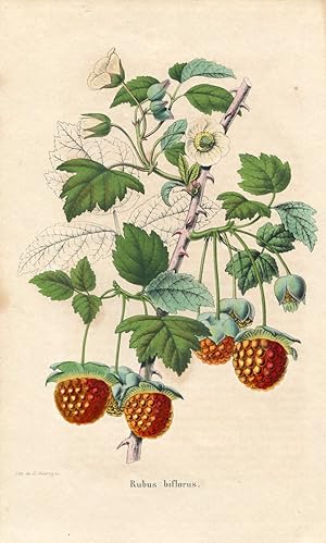 Rubus biflorus. Kolorierte Lithographie (aus: La Belgique Horticole. Journal des jardins, des ser...