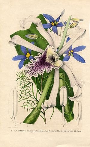 Cattleya crispa pendula. Cheiranthera linearis. All.Cunn. Kolorierte Lithographie (aus: La Belgiq...