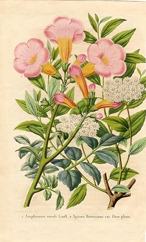 Amphicome emodi Lindl. Spiraea Reevesiana var. flore pleno. Kolorierte Lithographie (aus: La Belg...