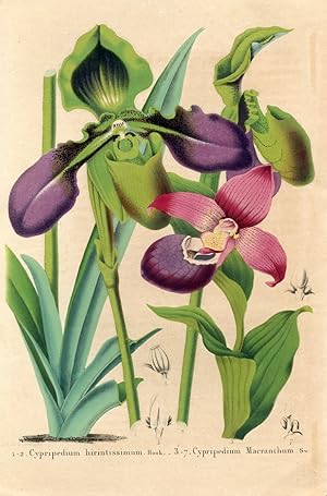 Cypripedium hirintissimum Hook. Cypripedium Macranthum Sw. Kolorierte Lithographie (aus: La Belgi...