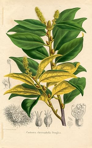 Castanea chrysophylla Douglas. Kolorierte Lithographie (aus: La Belgique Horticole. Journal des j...