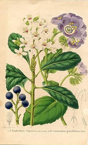 Raphiolepis Japonica sieb. et zncc. Cosmanthus grandiflorus Benth. Kolorierte Lithographie (aus: ...