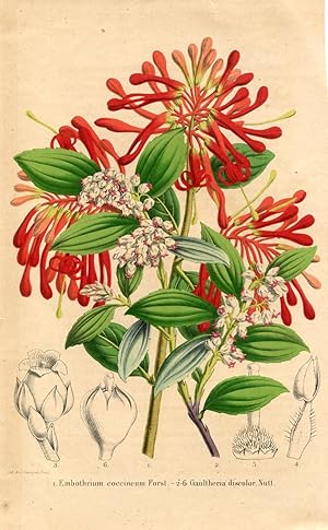 Embothrium coccineum Forst. Gaultheria discolor Nutt. Kolorierte Lithographie (aus: La Belgique H...