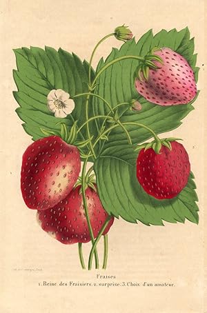 Fraises. 1. Reine des Fraisiers. 2. surprise. 3. Choix d'un amateur. Kolorierte Lithographie (aus...