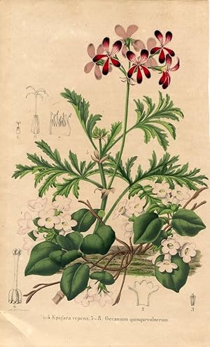 Epigaea repens. Geranium quinquevulnerum. Kolorierte Lithographie (aus: La Belgique Horticole. Jo...