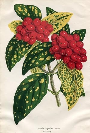 Aucuba Japonica Thumb. foem varieg. Kolorierte Lithographie (aus: La Belgique Horticole. Journal ...