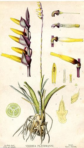 Vriesea Platzmanni. Kolorierte Lithographie (aus: La Belgique Horticole. Journal des jardins, des...