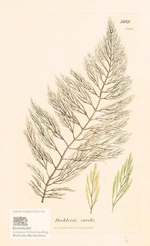 Dichtoria viridis. Britische Seealgen. Altkolorierter Original-Kupferstich bei Sowerby 1806