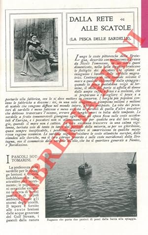 Dalla rete alle scatole (la pesca delle sardelle) .