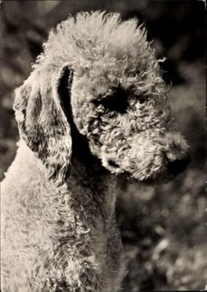 Ansichtskarte / Postkarte Hundeportrait von einem Bedlington Terrier, Schnauze