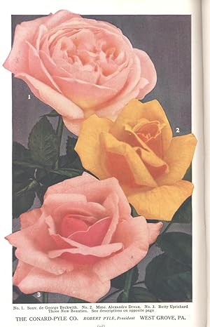 Seller image for The American rose annual : the 1927 year-book of rose progress ; 12 [Favorite moss roses; Tea roses; Boys & girls & roses; A beginner's experiences; East & West; Own-root roses; Traveling agents; Why we stopped selling roses in Sping; Rose understocks at Arlington Farm; Rose-breeding; Chromosomes & their relation to rose problems; Mendelian principles; Artificial fertilization; Handling seeds; Roses in Spain; Roses in New England; Maine; New Hampshire; Green Mountain; Vermont; Rhode Island roses; Connecticut; New York & Ontario; Long Island; Rochester; Ithaca; Buffalo; Thomas, Pemberton, & Lambert roses; Color standardization; Roses in China; Australia; Brown canker; Retail florist; Cut-roses; Texas; The favored roses of America;Tacoma] for sale by Joseph Valles - Books