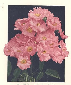 Seller image for The American Rose Annual, the 1931 Year-Book of Rose Progress.16[Rose on the air; Allentown rose-garden; More municipal rose-gardens; Value of rose species; Committee on old roses; Old roses of California; Breeding new roses; Rhode Island; Roses from your ice-box; The wax treatment for dormant plants; The canker scare; Rose-diseaseLake Erie: Mentor, Sandusky, Toledo; Roses in and Detroit; Ohio River; Cincinnati; Blue Grass; Indiana; Michigan; Illinois; Roses Near the Mississippi; Ontario; Rocky Mountains; Rugosa roses on a Kansas farm; Spring planting; Small rose-garden; Feeding roses; Rose-bugs; Ernest Henry Wilson; Frederick Loveless Atkins; J C N Forestier; John Hickman Dunlop ; Sing Sing's rose man; Abyssinia; Brazil;Europe; Rose tests for sale by Joseph Valles - Books