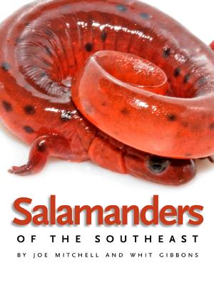 Seller image for Salamanders of the Southeast (Paperback or Softback) for sale by BargainBookStores