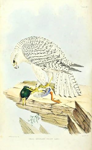 Bild des Verkufers fr Falconry in the British Isles. zum Verkauf von Shapero Rare Books