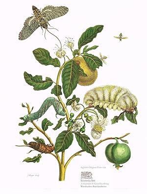 Immagine del venditore per Zweig einer Kiwi mit gelben und grnen Frchten, Schmetterling, Raupen und Puppe. Reprint eines kolorierten Kupferstichs von Jan Pieter Sluyter nach Maria Sibylla Merian aus "Metamorphosis Insectorum Surinamensium" um 1960 venduto da historicArt Antiquariat & Kunsthandlung