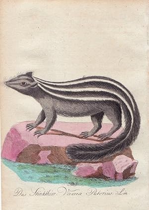 POLE CAT VIVERRA PUTORIUS Bechstein Original Natural History Antique Print 1796