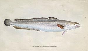 LING, Donovan original hand coloured antique FISH print 1808