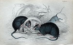 BLACK RAT Rattus Rattus Jardines Orig Hand Coloured Antique Mammal Print 1838