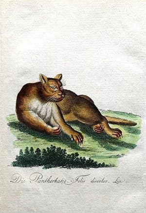 THE BLACK PANTHER FELIS DISCOLOR Bechstein Original Animal Antique Print 1796