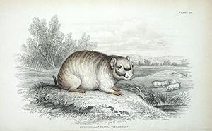 CHINCHILLA Jardine hand coloured antique animal print 1843