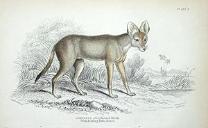 GREYHOUND DHOLE, CHRYSEUS, Jardine hand coloured antique animal print 1843