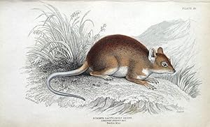 LONG TOED SPINOUS RAT, Jardine hand coloured antique animal print 1843